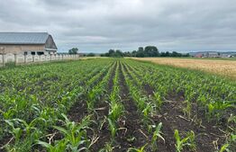 Teren Generos de 5577 mp cu Deschidere de 20 ml zona Badeuti 