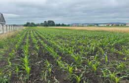 Teren Generos de 5577 mp cu Deschidere de 20 ml zona Badeuti 