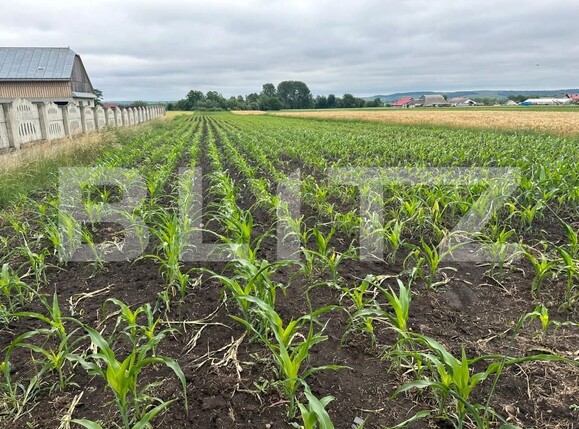 Teren de vânzare Radauti - 153152TV | BLITZ Suceava | Poza2