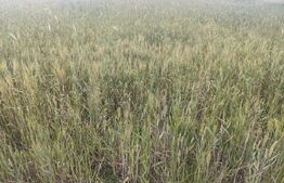 Teren extravilan, 2427 mp, Horodnic de Sus