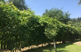 Casa și teren 1748mp, Sucevita