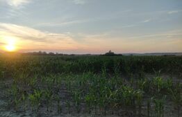 Teren intravilan, 6000 mp, Siret