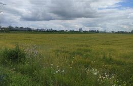 Teren extravilan, 6600 mp, Radauti