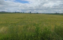 Teren extravilan, 6600 mp, Radauti