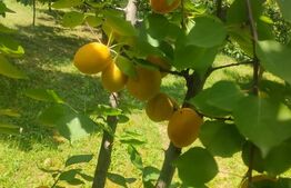 Teren intravilan cu livada, 8600 mp, Patrauti 