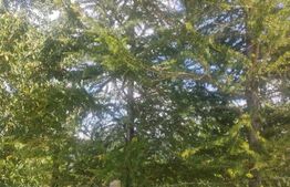 Teren intravilan cu livada, 8600 mp, Patrauti 