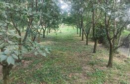 Teren intravilan cu livada, 8600 mp, Patrauti 