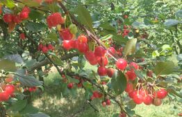 Teren intravilan cu livada, 8600 mp, Patrauti 