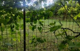 Teren intravilan cu livada, 8600 mp, Patrauti 