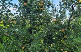 Teren intravilan cu livada, 8600 mp, Patrauti 