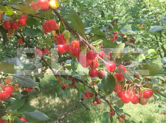 Teren de vânzare Patrauti - 154045TV | BLITZ Suceava | Poza8