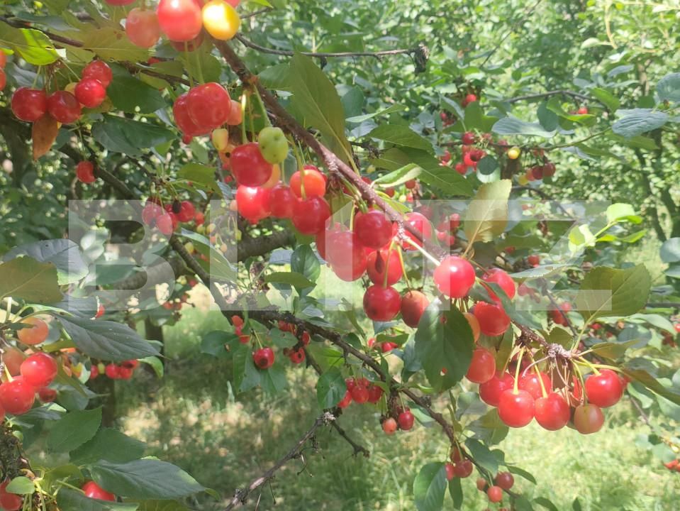 Teren de vânzare Patrauti - 154045TV | BLITZ Suceava | Poza8