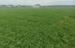 Teren intravilan, 12000mp, Vicovu de Sus