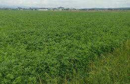 Teren intravilan, 12000mp, Vicovu de Sus