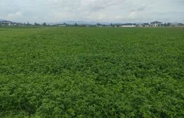 Teren intravilan, 12000mp, Vicovu de Sus