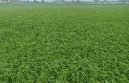 Teren intravilan, 12000mp, Vicovu de Sus