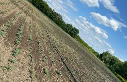 Teren 4800 mp ideal pentru investit, zona Radauti