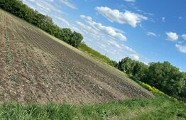 Teren 4800 mp ideal pentru investit, zona Radauti