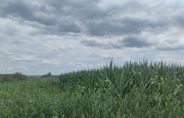 Teren de vânzare Radaseni - 162512TV | BLITZ Suceava | Poza4