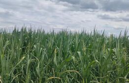 Teren extravilan, 3500mp, Radauti