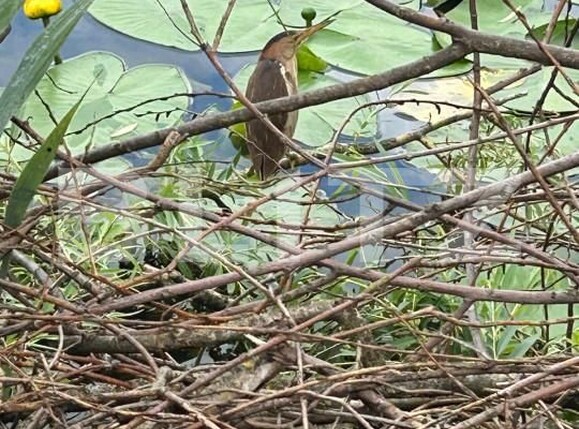 Spațiu comercial de vânzare Exterior Vest - 155897SVC | BLITZ Suceava | Poza22