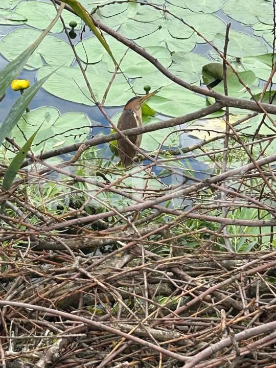 Spațiu comercial de vânzare Exterior Vest - 155897SVC | BLITZ Suceava | Poza22