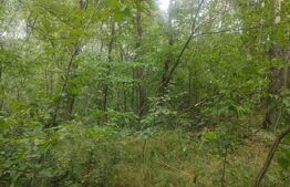 Teren intravilan, 5857 mp, Baltati, Horodnicu de Sus