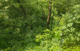 Teren intravilan, 5857 mp, Baltati, Horodnicu de Sus