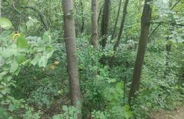 Teren intravilan, 5857 mp, Baltati, Horodnicu de Sus