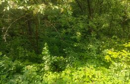 Teren intravilan, 5857 mp, Baltati, Horodnicu de Sus