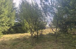 Teren + căbănuța de vacanța, Vatra Dornei, 2000 mp