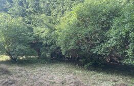 Teren + căbănuța de vacanța, Vatra Dornei, 2000 mp