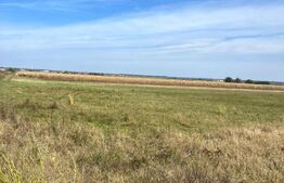 Teren extravilan, 2480 mp,  Radauti