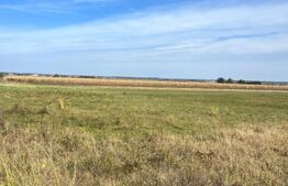 Teren extravilan, 2480 mp,  Radauti