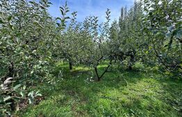 Teren intravilan, livada mixta cu anexa, Preutesti Suceava 