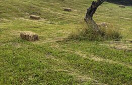Teren intravilan, Bucșoaia - Frasin, 13000 mp