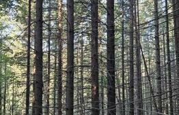 De vanzare pădure de molid, 50 de ani,  17.500 mp, zona Molid, județul Suceava