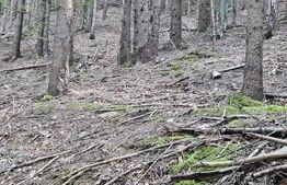 De vanzare pădure de molid, 17.500 mp, zona Molid, județul Suceava