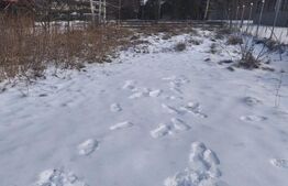 Teren intravilan, 1353mp, Sucevita, Radauti