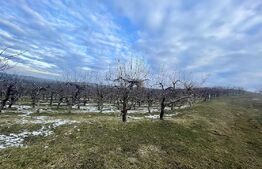 Teren extravilan - Livadă - 21.500mp - Fălticeni