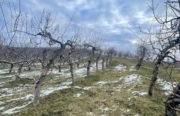 Teren extravilan - Livadă - 21.500mp - Fălticeni