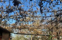 Casa Batraneasca, Teren 3800mp, Tisauti