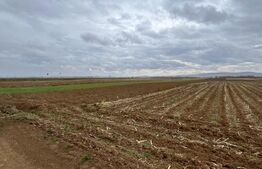 Teren extravilan 2500 mp,cu acces la Centura ,Radauti