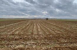 Teren extravilan 2500 mp,cu acces la Centura ,Radauti