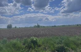 Teren extravilan, 7800mp, Burla