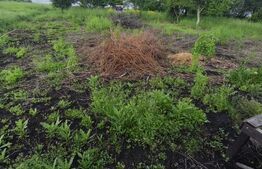 Casa 4 camere, 6000mp teren, zona centrala, Negostina, Siret