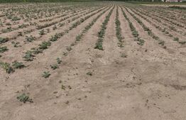 Teren extravilan, 1ha,zona centurii Radauti