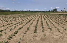 Teren extravilan, 1ha,zona centurii Radauti