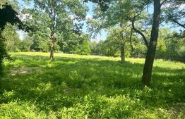 Teren extravilan, 10000 mp, Vicovu de Sus