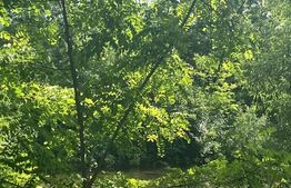 Teren extravilan, 10000 mp, Vicovu de Sus